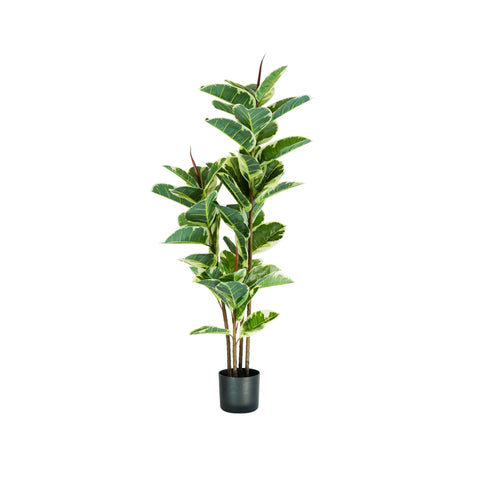 Polietilén Ficus Elastica növény 54 levéllel, mohás cseréppel, 145 cm