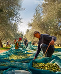 kombo telo raccolta olive verde scuro antispina hdpe 85gsm con rinforzi e occhielli ean 8055384191938